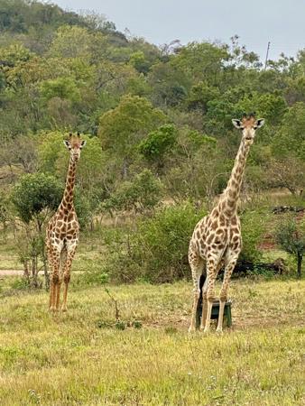 7 510 m² Land available in Hazyview