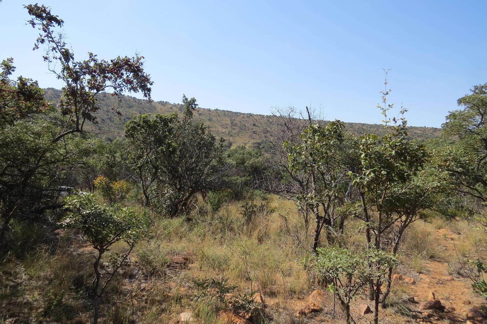 1 ha Land available in Modimole (Nylstroom)