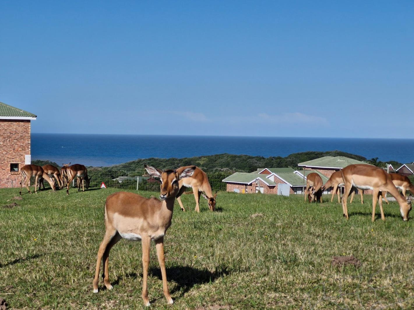 621 m² Land available in Cove Rock