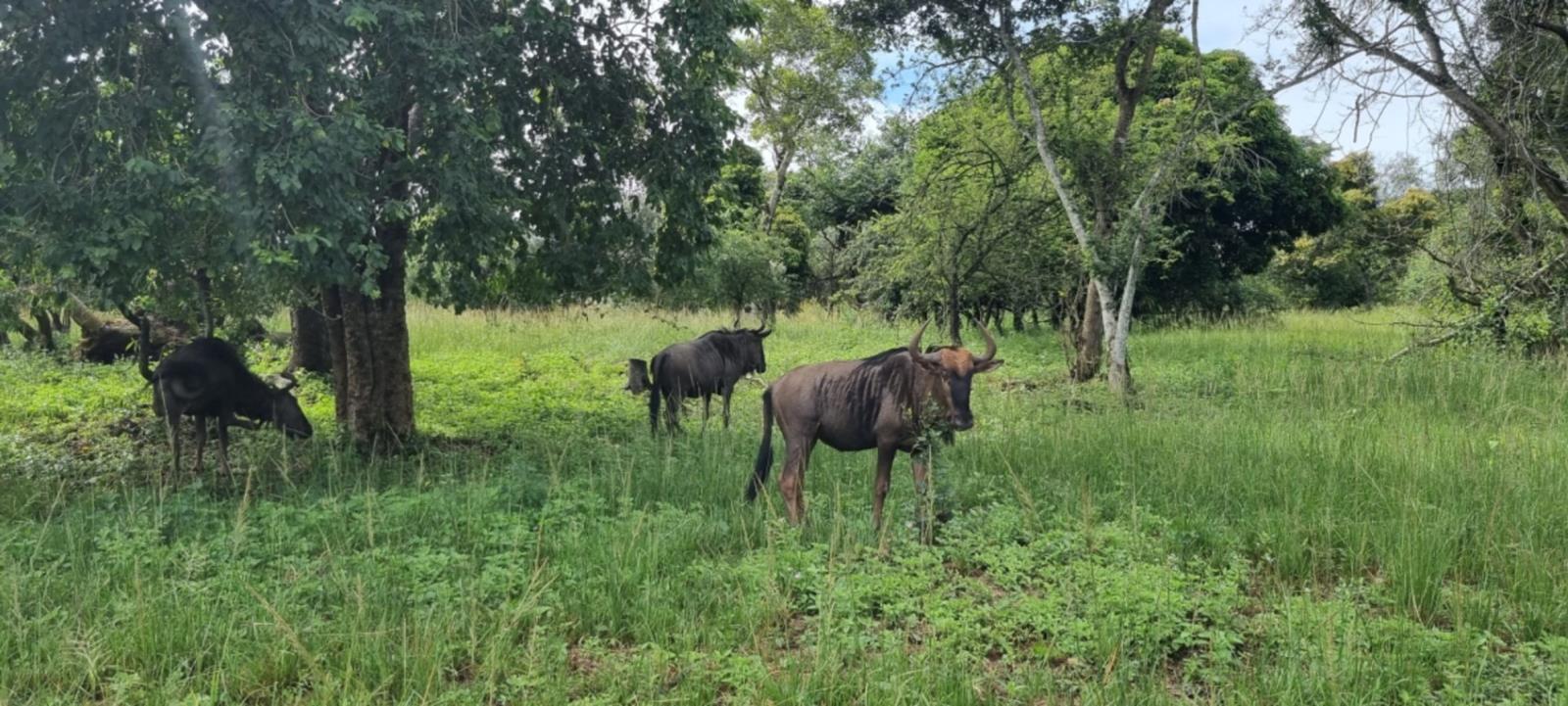 7 300 m² Land available in Hazyview