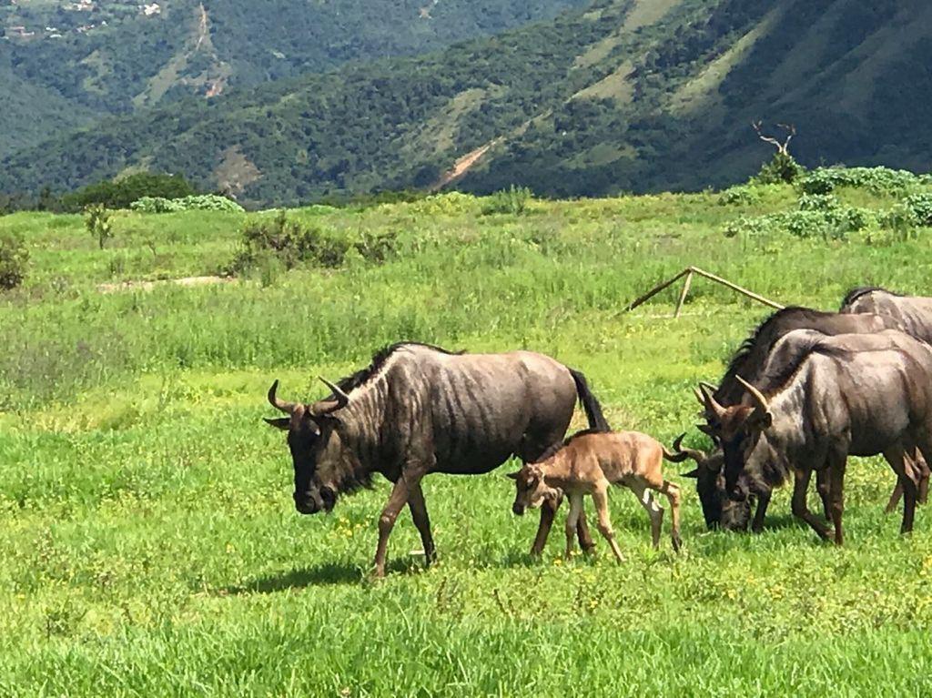 1 842 m² Land available in Phezulu