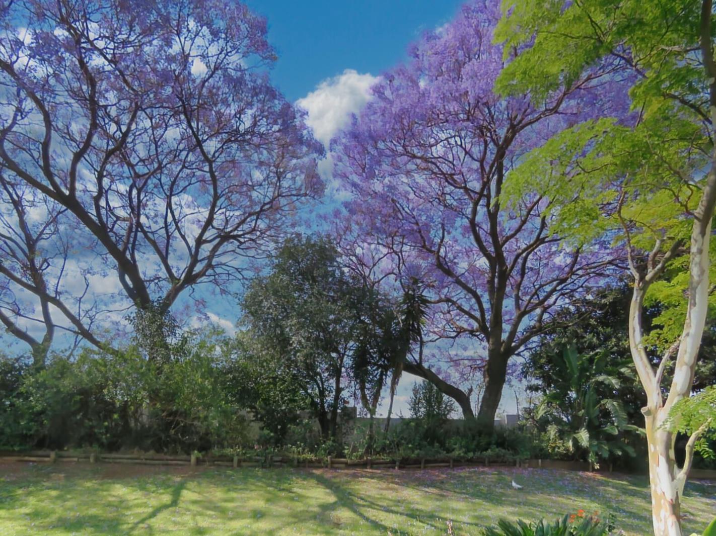 1 Bedroom Apartment in Bryanston