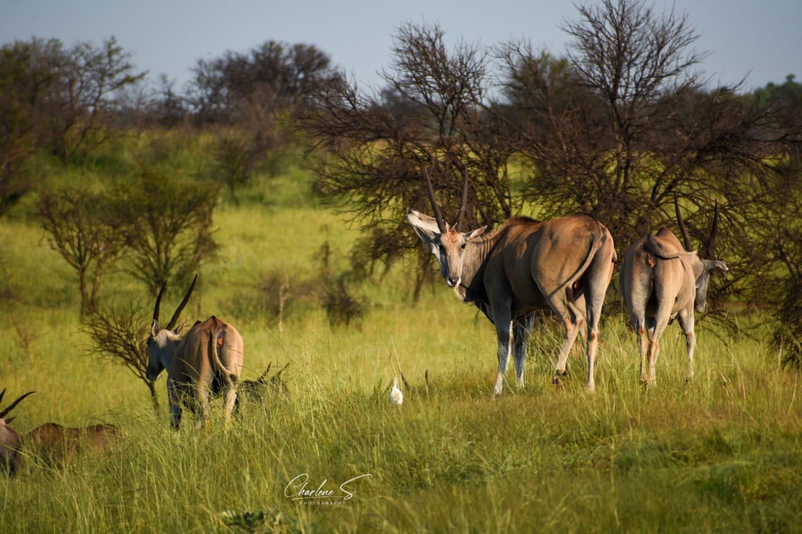 2 061 m² Land available in Lekwena Wildlife Estate