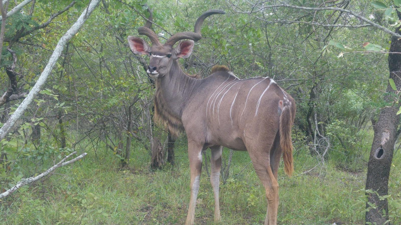 2 052 m² Land available in Marloth Park