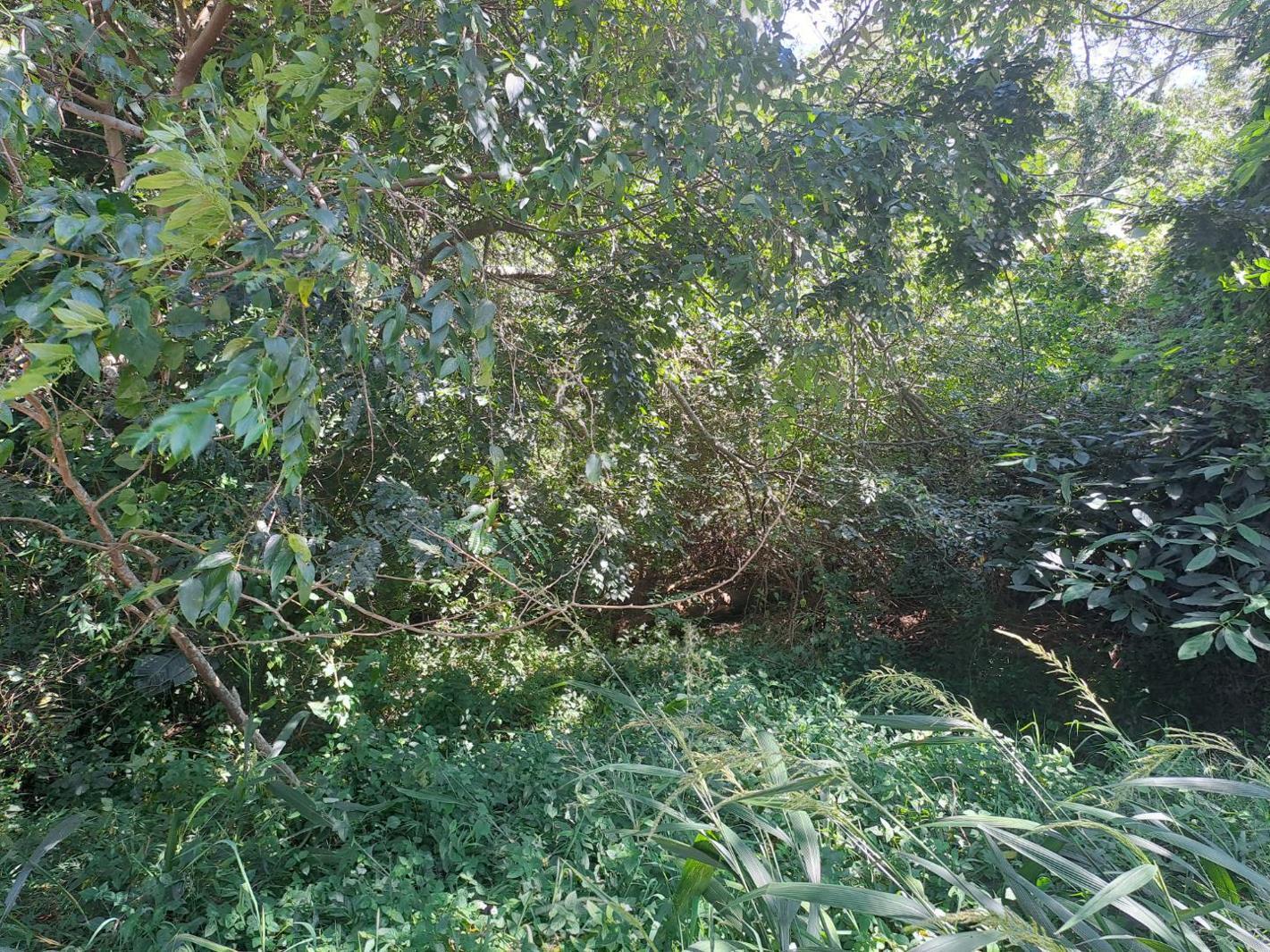 1 167 m² Land available in Kelso