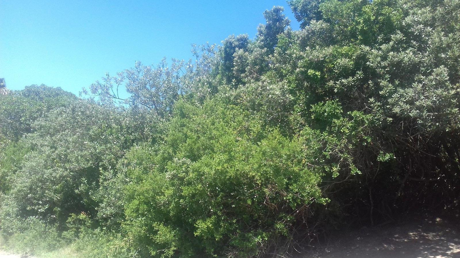 1 048 m² Land available in Seafield