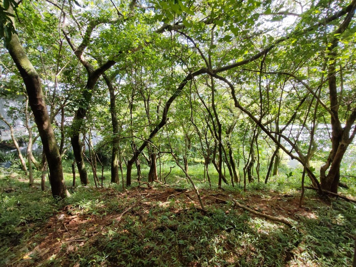 1 250 m² Land available in Simbithi Estate