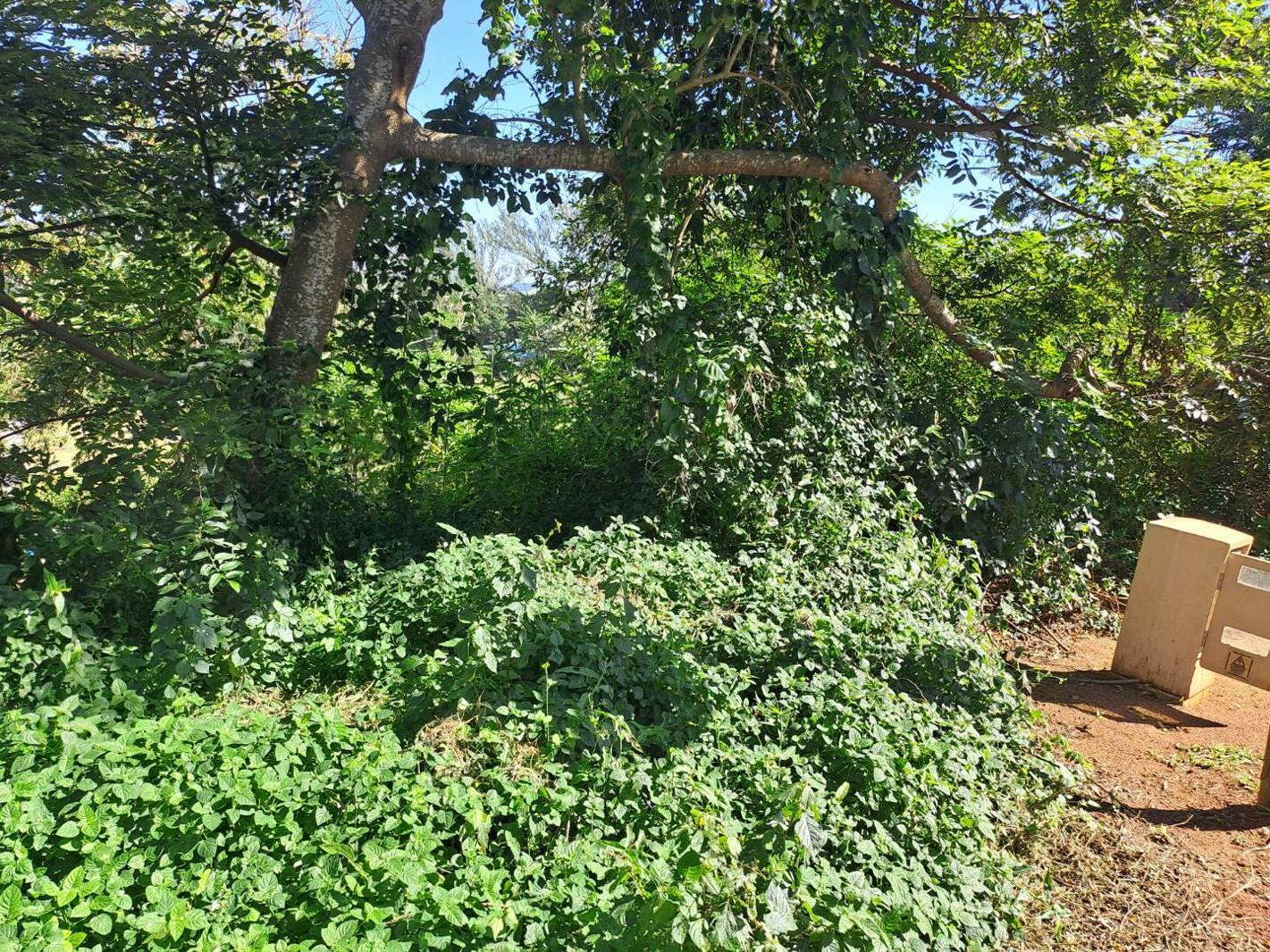 1 119 m² Land available in Kelso
